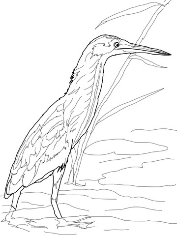 Yellow Bittern Coloring Page